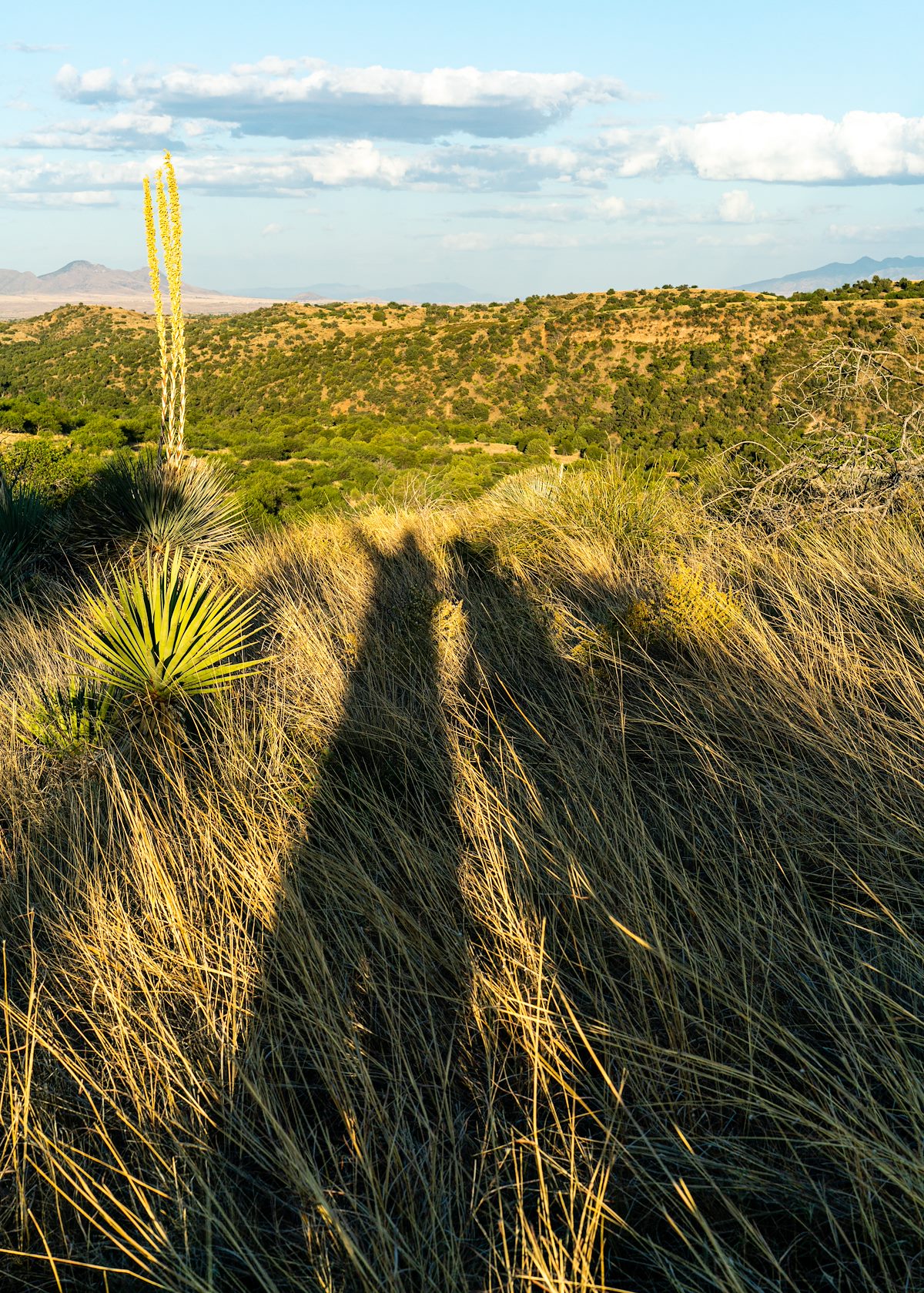 2020 June Long Shadows