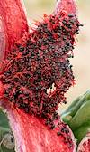 2020 June Open Saguaro Fruit