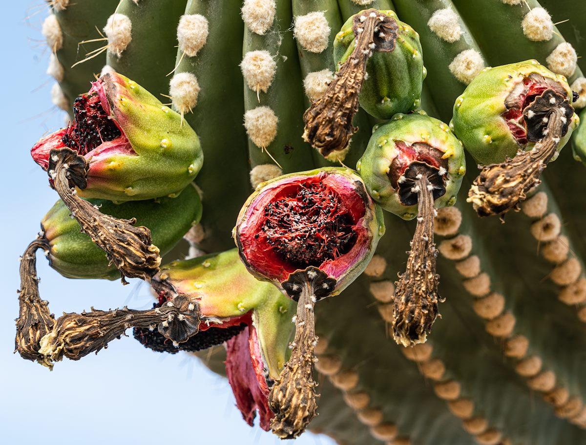 2020 June Saguaro Fruit near Silver Bell Road