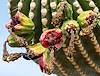 2020 June Saguaro Fruit near Silver Bell Road