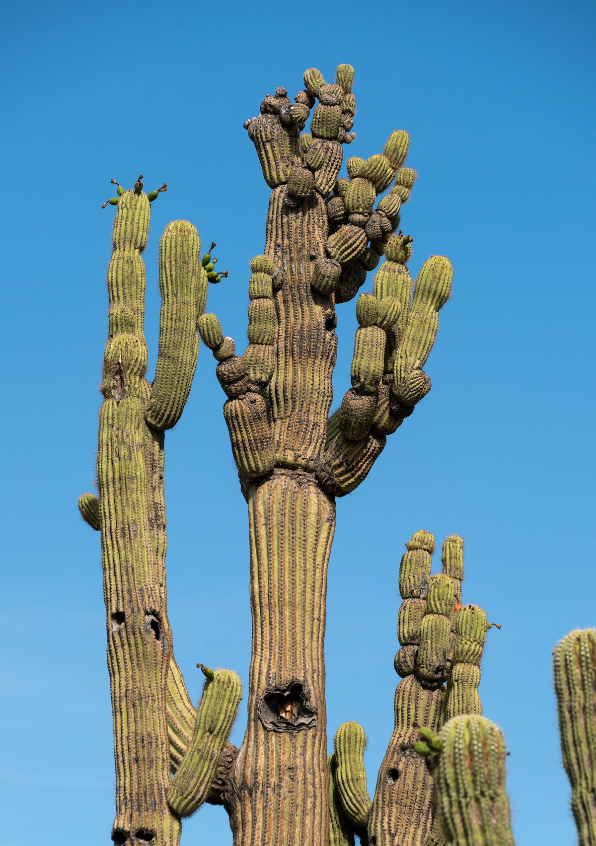 2020 June Silverbell Saguaros Oddities 01