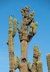 2020 June Silverbell Saguaros Oddities 01