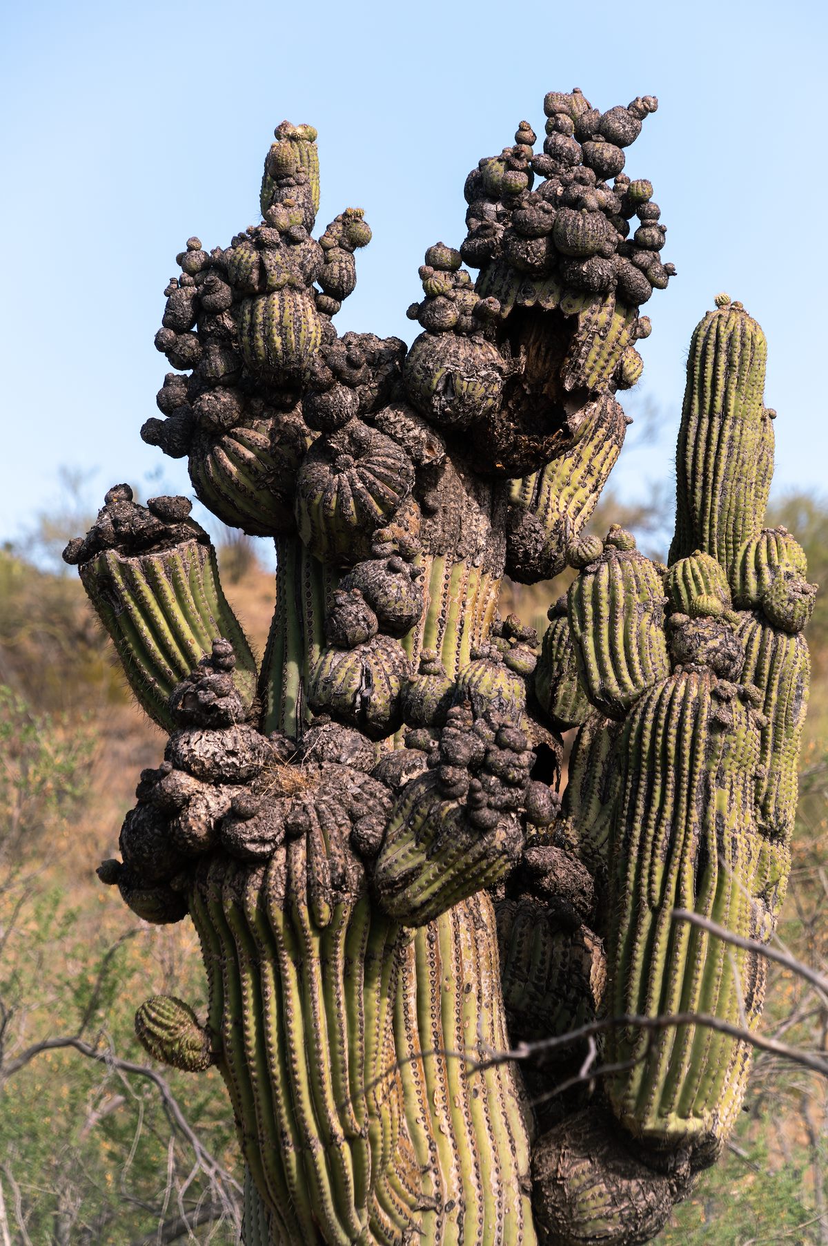 2020 June Silverbell Saguaros Oddities 02