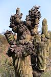 2020 June Silverbell Saguaros Oddities 02