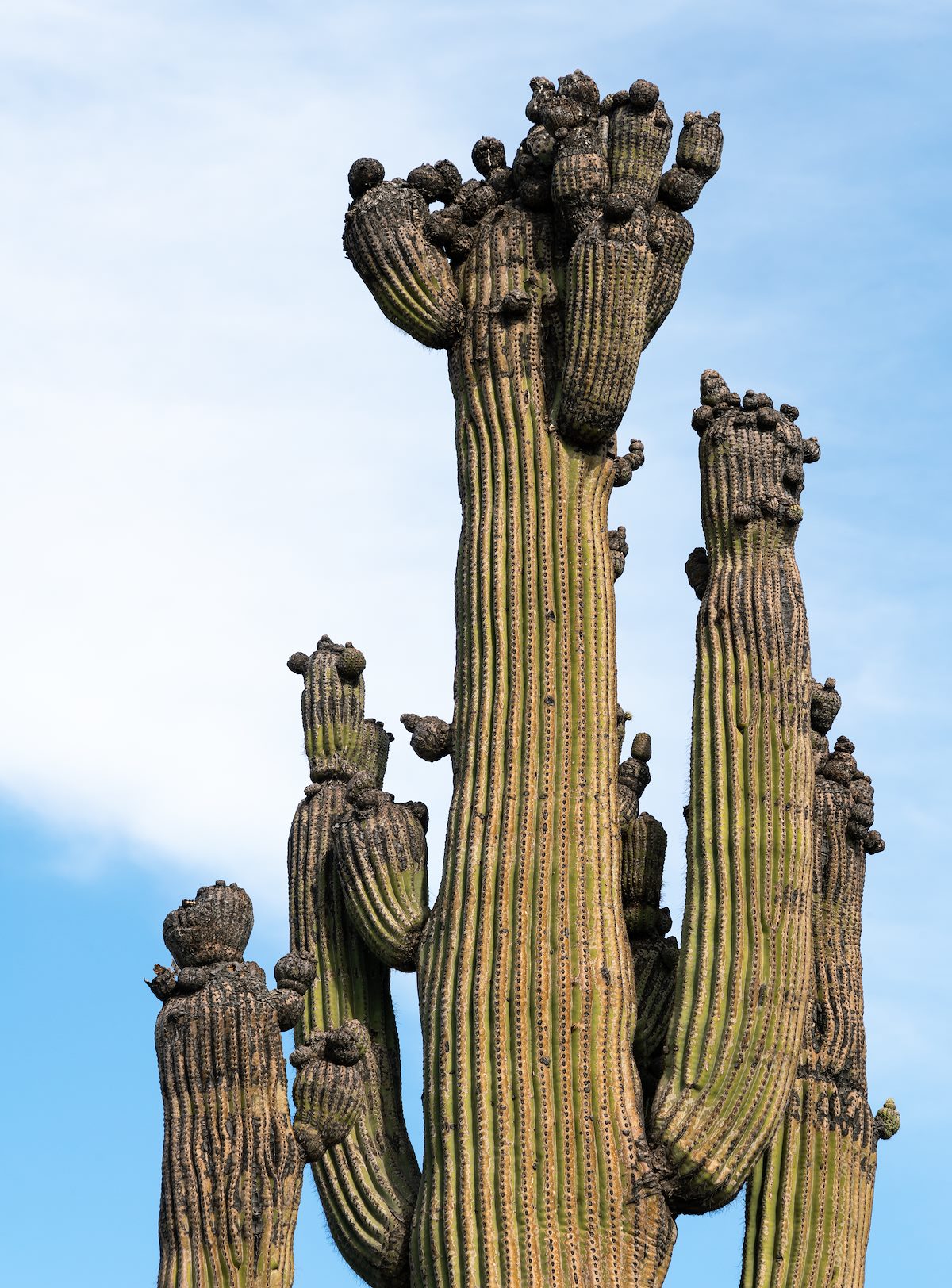 2020 June Silverbell Saguaros Oddities 03