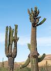 2020 June Silverbell Saguaros Oddities 04