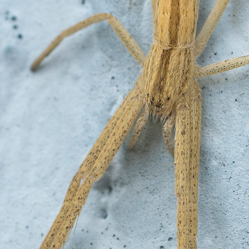 2020 June Slender Crab Spider