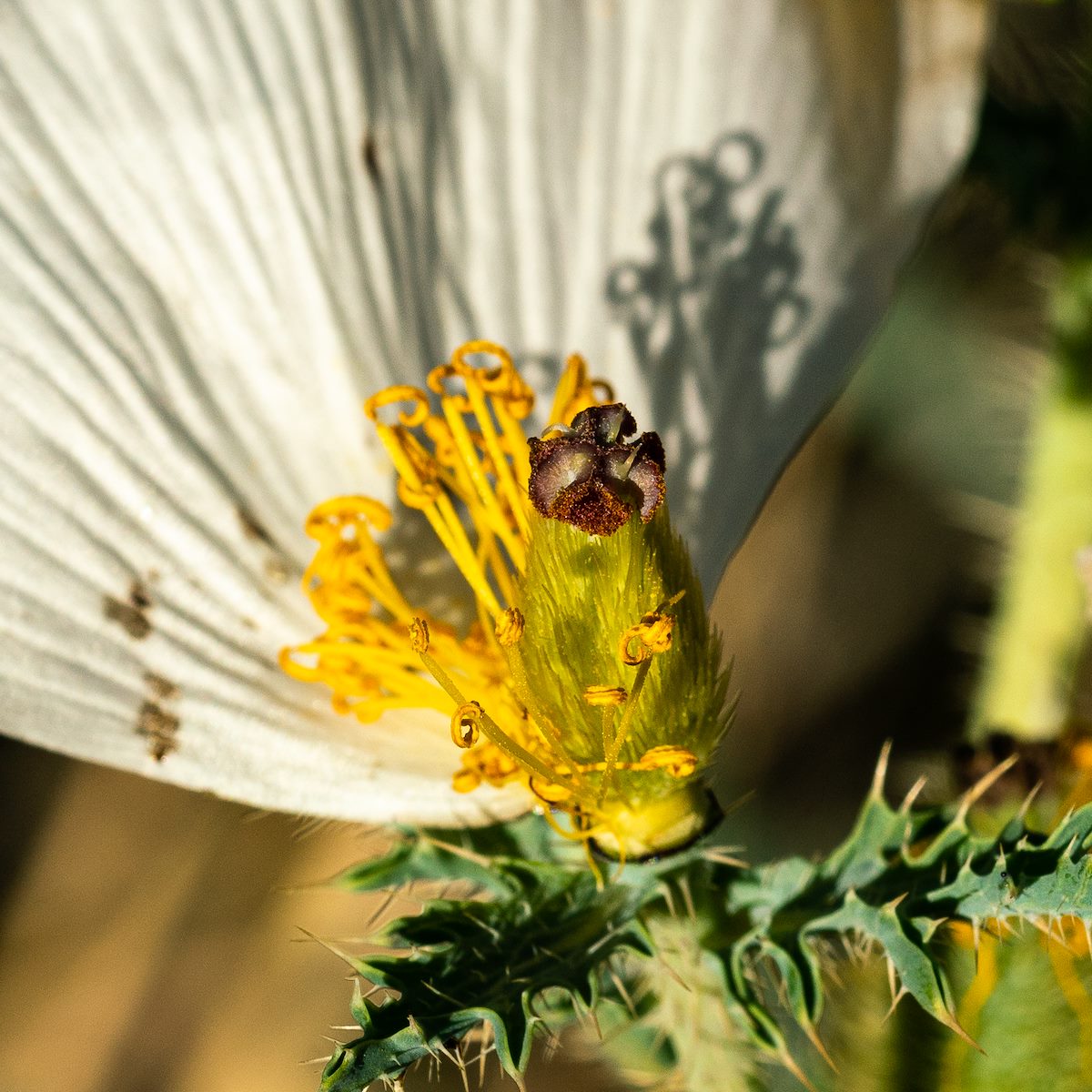 2020 June Southwestern Pricklypoppy in Boston Gulch