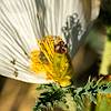 2020 June Southwestern Pricklypoppy in Boston Gulch