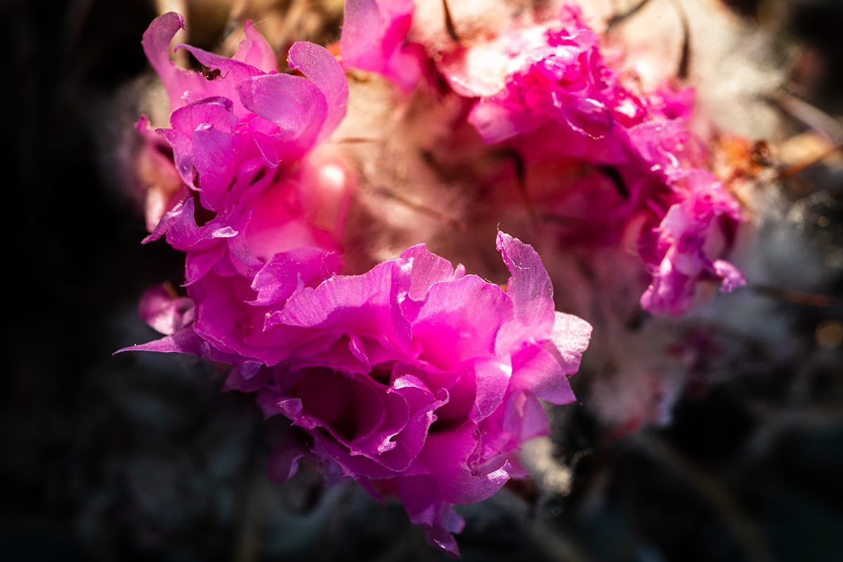 2020 June Turks Head Cactus Fading Flower