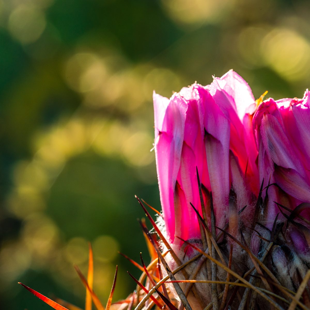 2020 June Turks Head Cactus Flower in the Sun