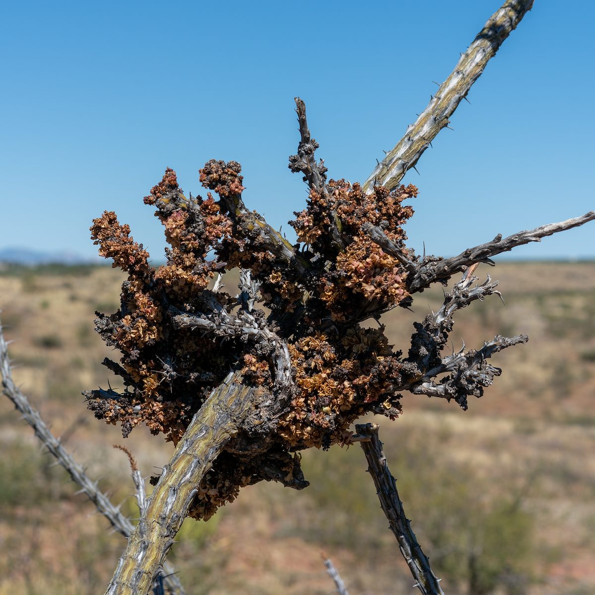 2020 June Unusual Ocotillo Growth