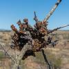 2020 June Unusual Ocotillo Growth