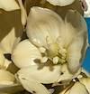 2020 June Yucca Flowers above Boston Gulch