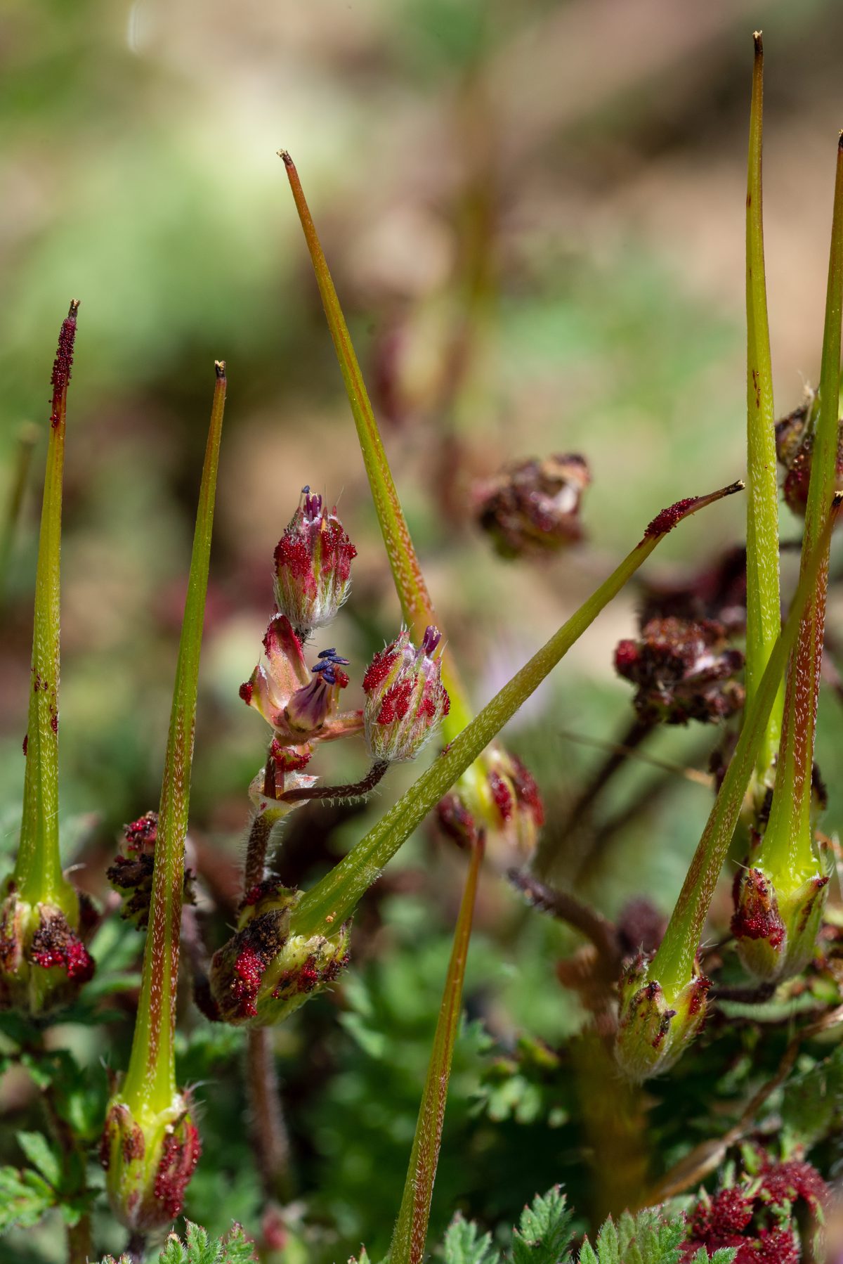 2020 March Common Crowfoot Rust on Redstem Filaree