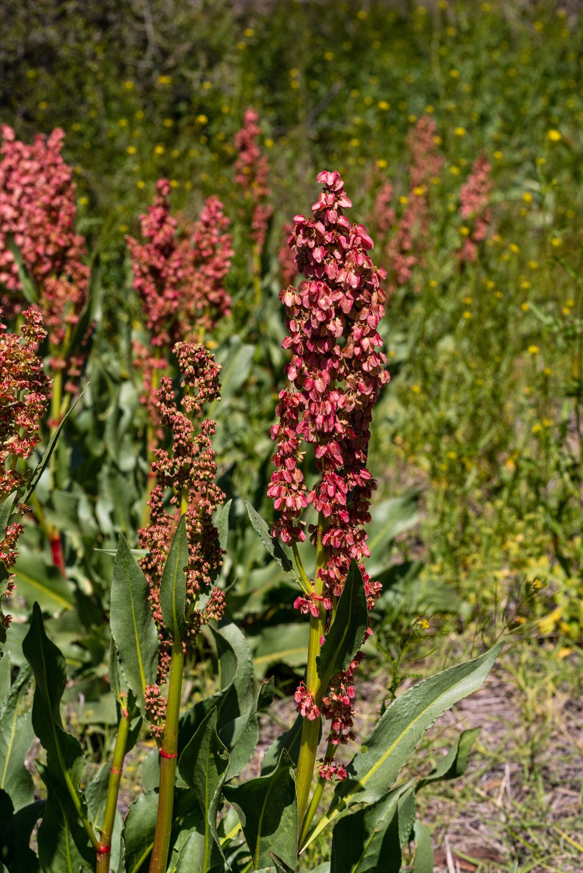 2020 March Desert Rhubarb