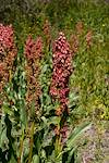 2020 March Desert Rhubarb