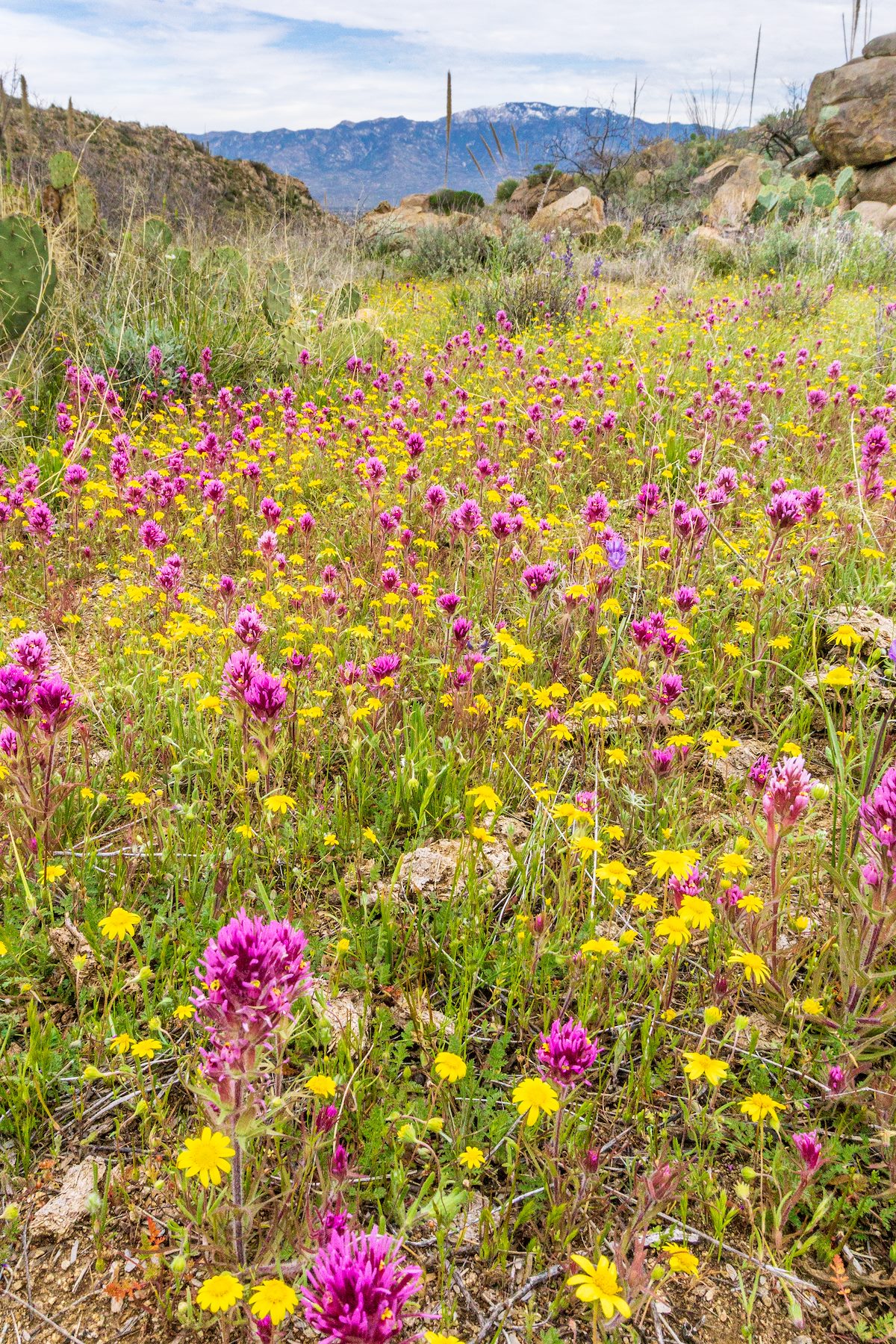 2020 March Flowers in the Tortolita Mountains