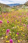 2020 March Flowers in the Tortolita Mountains