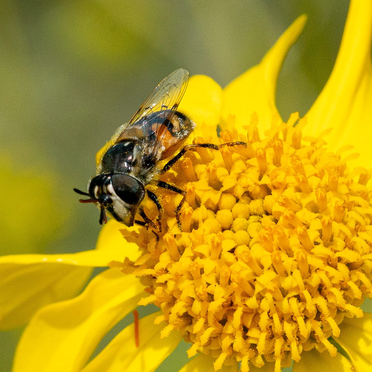 2020 March Hoverfly at the Papago Well Trailhead