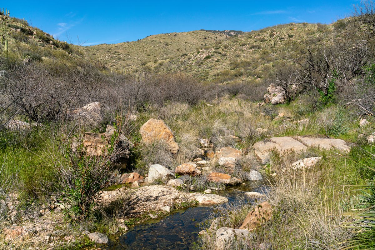 2020 March Looking Up Shaw Canyon