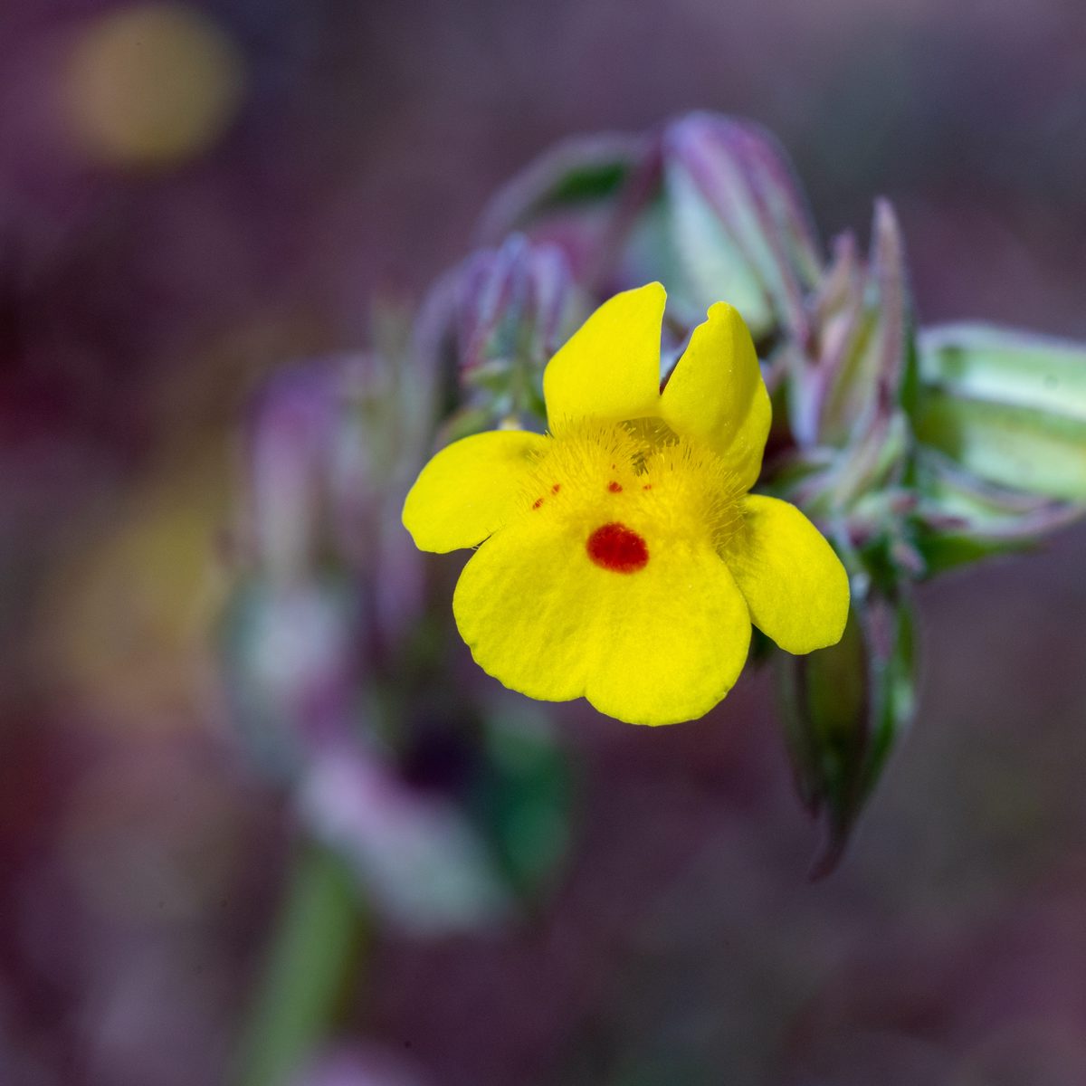 2020 March Monkey Flower