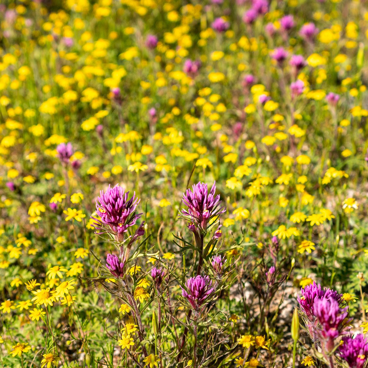 2020 March Owls Clover and Goldfields