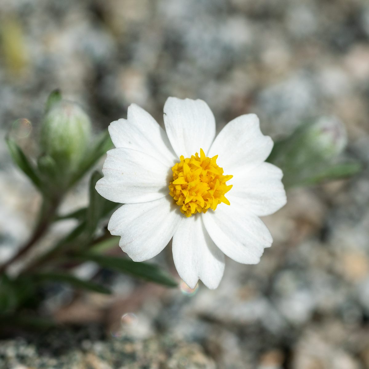 2020 March White Flower in the Tortolita Mountains