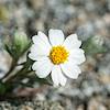 2020 March White Flower in the Tortolita Mountains