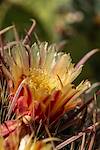 2020 May Barrel Cactus Flower