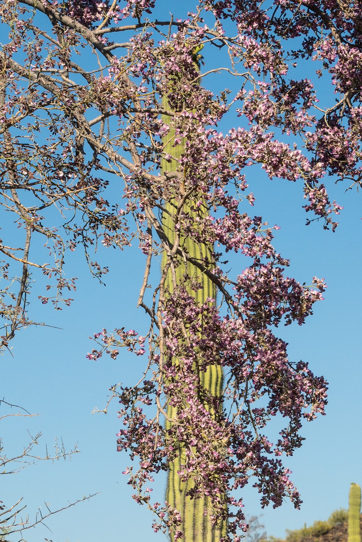 2020 May Blooming Ironwood and Saguaro