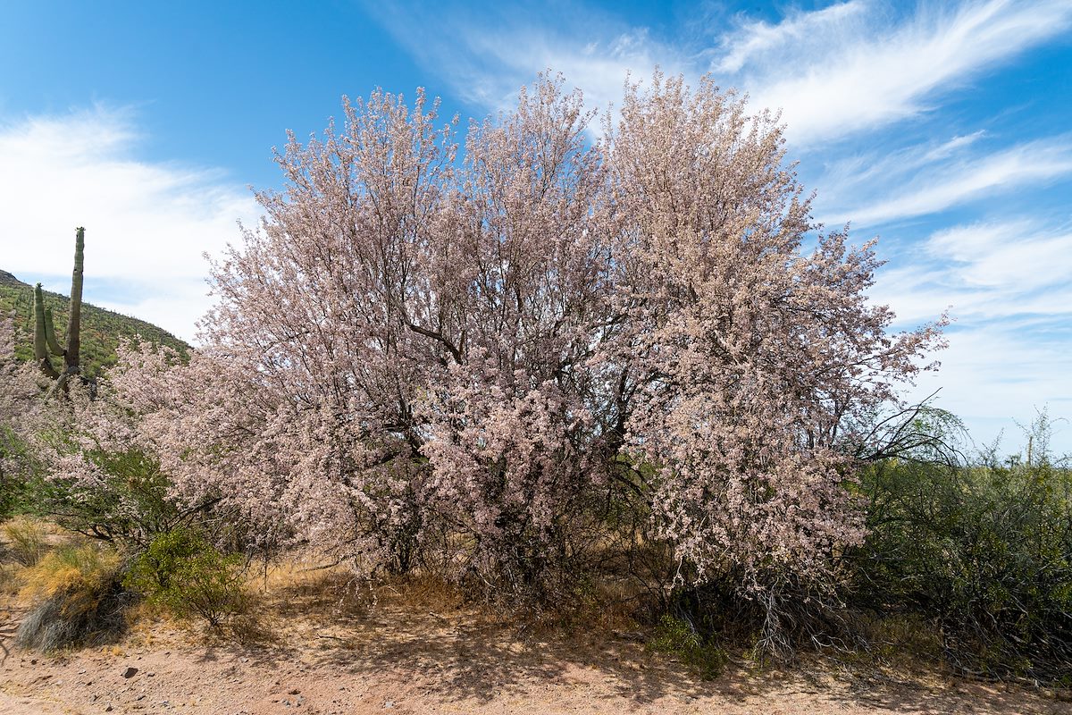 2020 May Blooming Ironwood