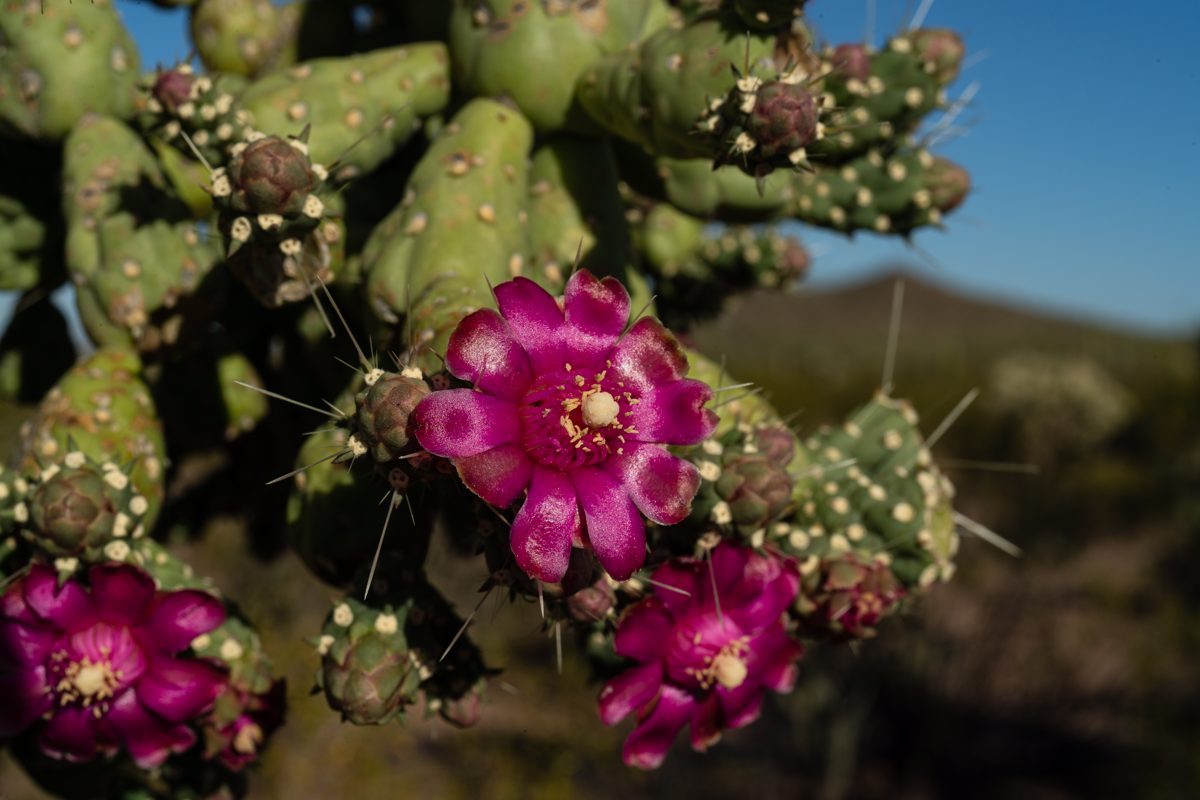 2020 May Chain Fruit Cholla Flowers in Ironwood Forest National Monument