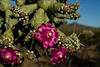 2020 May Chain Fruit Cholla Flowers in Ironwood Forest National Monument