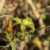 2020 May Christmas Cactus Flower