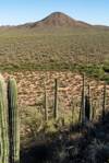 2020 May Dos Titos from Agua Dulce Road