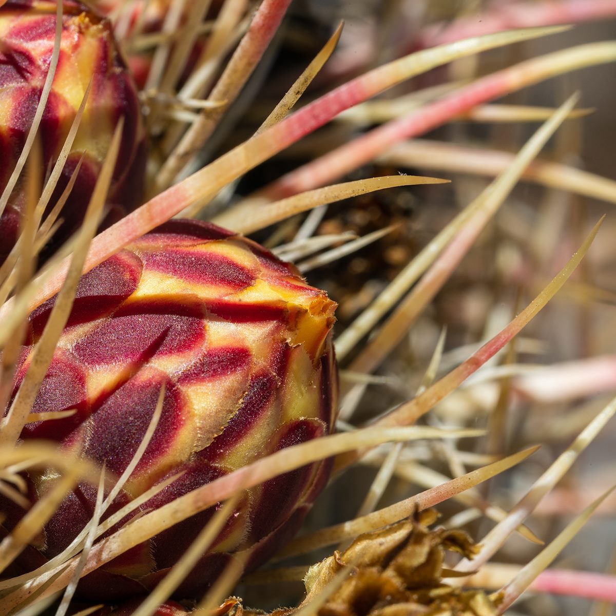 2020 May Fire Barrel Cactus