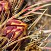 2020 May Fire Barrel Cactus