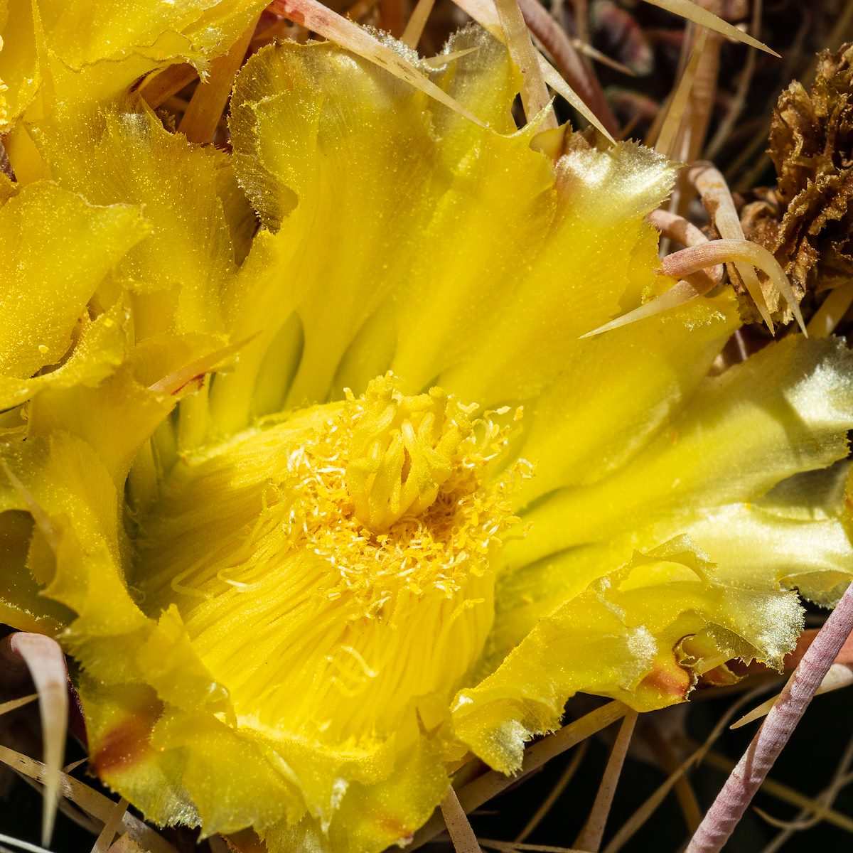 2020 May Fire Barrel Flower in the Waterman Mountains