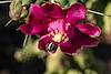 2020 May Hover Fly on a Chain Fruit Cholla Flower