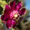 2020 May Hoverfly and And on a Chain Fruit Cholla Flower in Ironwood Forest National Monument