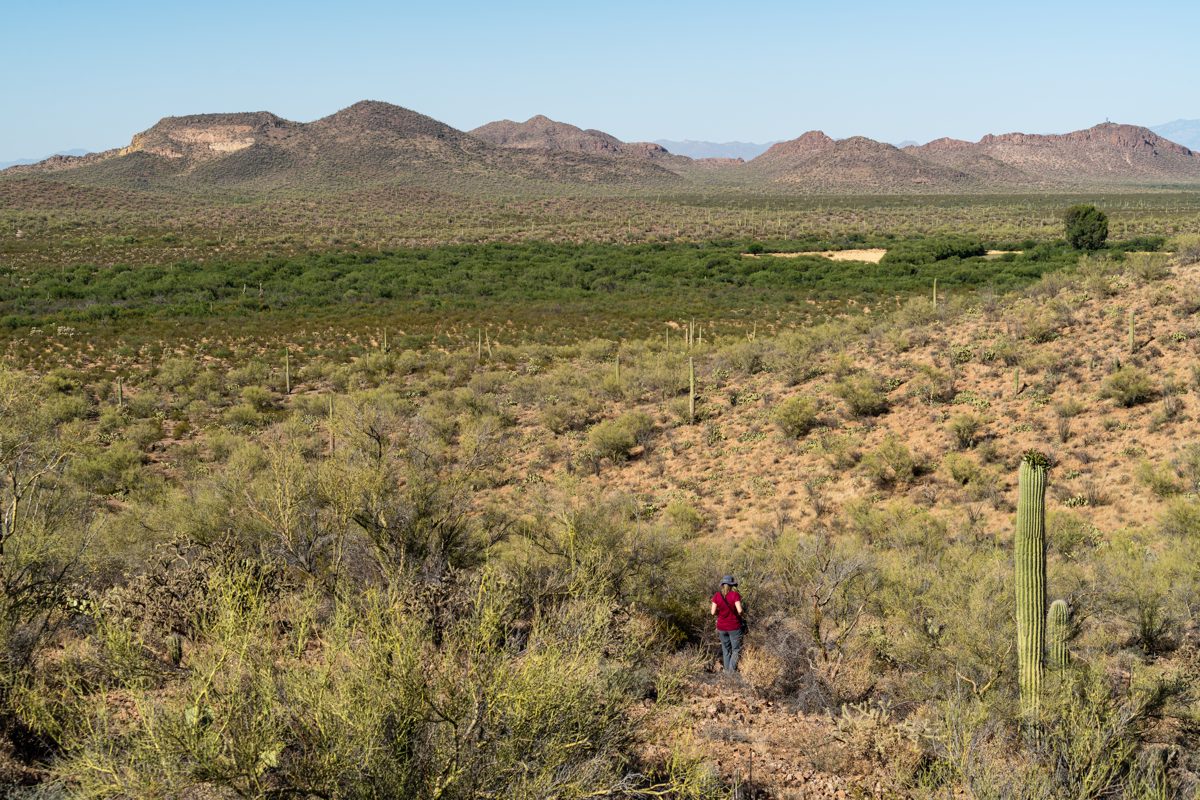 2020 May Ironwood Forest near Agua Dulce Road