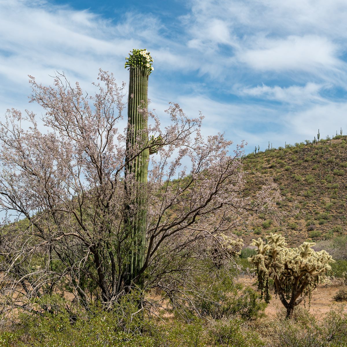 2020 May Ironwood Saguaro Cholla and Creosote