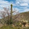 2020 May Ironwood Saguaro Cholla and Creosote