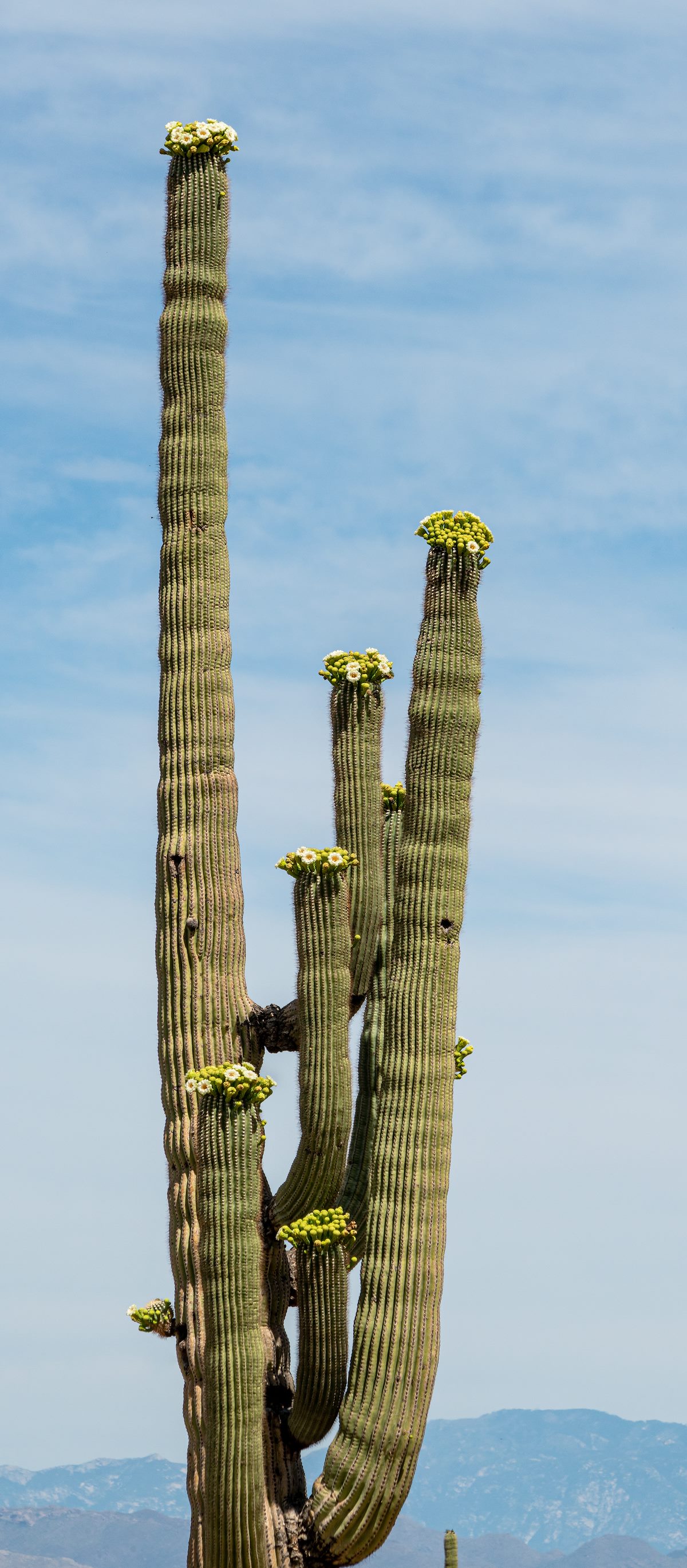 2020 May Saguaro in Ironwood Forest National Monument