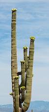 2020 May Saguaro in Ironwood Forest National Monument