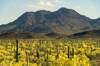 2020 May Silver Bell Mountains from the Samaniego Hills