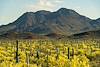 2020 May Silver Bell Mountains from the Samaniego Hills