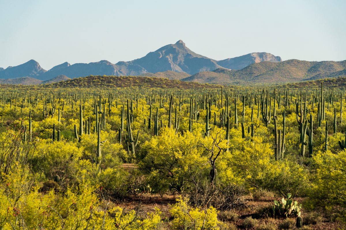 2020 May Waterman Mountains from the Samaniego Hills in Ironwood Forest National Monument