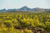 2020 May Waterman Mountains from the Samaniego Hills in Ironwood Forest National Monument